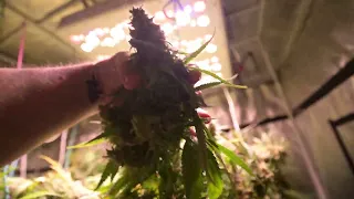 Monster Cannabis plant indoors LED  - 8 feet wide  - day 57 - how to grow