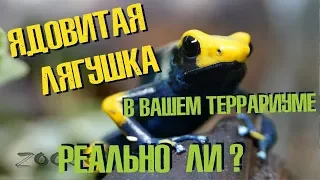 Ядовитые лягушки у вас дома это прекрасно? Или опасно? Poisonous frog