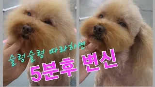 푸들(셀프)얼굴미용 5분 따라하기/푸들 테디베어컷(Process of Furry Poodle Puppy Becoming TeddyBear. Korean Dog Beautician