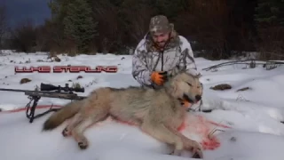 Western Wolf Hunting 1 "STERLING'S EXTREME OUTDOORS"