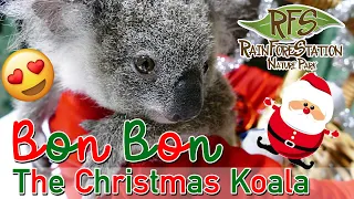 Bon Bon the Christmas Koala Joey | RAINFORESTATION KOALA