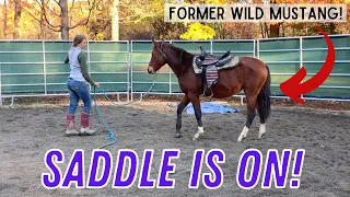 Saddling my BLM mustang for the first time!😱 | Putting my 4-H tack sale finds to use!