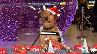 Christmas party for police dogs at London Luton Airport