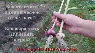 Посадка ЧЕСНОКА на зиму