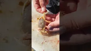 Ghost Crab Bait Presentation