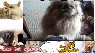 Cute Cat | Funny cats and dogs begging for food Cute animal compilation 2015