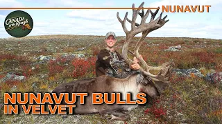 Hunting Big Caribou in Velvet on the Tundra of Nunavut | Canada in the Rough
