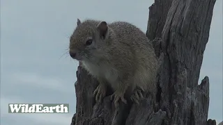 WildEarth - Sunset Safari - 27 January 2022