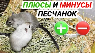 Песчанки - плюсы и минусы. Монгольские песчанки как домашние животные