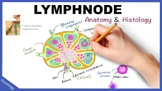 LYMPH NODE Anatomy & Histology Simplified / Lymphatic System