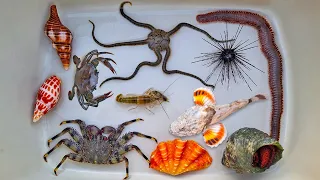 Find clam snails, snails, hermit crabs, crabs, starfish, sea fish, fish, eels