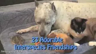 Adorable Interspecies Animal Friends