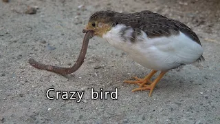 What is the name of this bird?