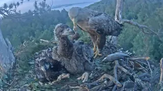 White-tailed eagles | Fish delivery in breakfast for eaglets | June 7, 2024