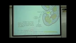 ANATOMY; URINARY SYSTEM by Professor Fink