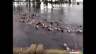 Video of cows being washed away in the flood in Argentina is falsely shared as from Kolhapur