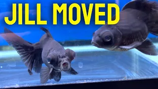 Moving my fish TO MY BASEMENT