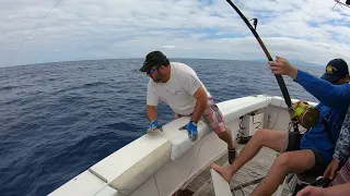 Azores Sport Fishing - blue marlin