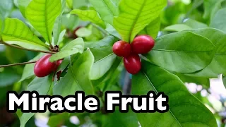 All About Miracle Fruit!