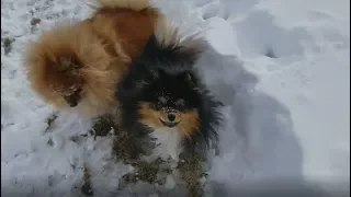 Pomeranians Playing in Snow