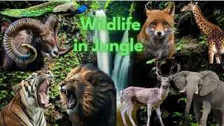 The great wild animal | Wildlife Wonderland: Exploring the Jungle's Rich Biodiversit