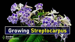 Streptocarpus 🎭🌺💖 You will Love this New Houseplant!