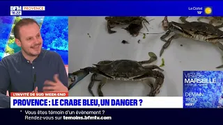 BFM TV Marseille (07 Mai 2023) - Le crabe bleu envahit la Méditerranée