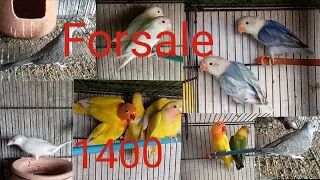 #lovebirdforsale HabibAbadMarketinformation#03424065648