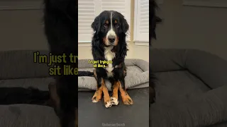 My Dog Sits Like a Human 😂 #bernesemountaindog #dog #funnydogs #dogvideo