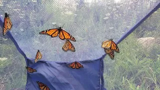 12 beautiful Monarch butterflies, raised from eggs collected outside