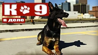 Police K-9 Units. Dogs in Law Enforcement.