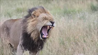 The white Lion Casper and his brothers roaring - H7 Kruger National Park