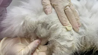 Badly matted cat. Full clip