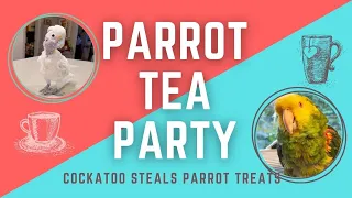 Funny Bird Tea Party ☕ 🫖 ~ Cockatoo Takes Parrot's Treats