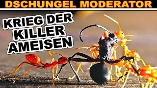 KRIEG DER KILLER AMEISEN ★ Feindliche Nest Übernahme ★ Achtung SCHOCK Bilder ★