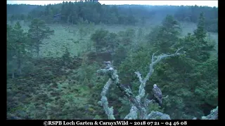 The morning performance (wrong cam so mostly sound only) ~ ©RSPB Loch Garten & Carnyx Wild 1