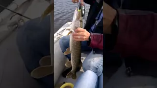 Рыбалка в Прибрежный 02.10.2016