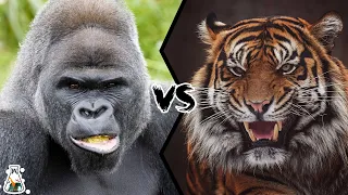 GORILLA VS TIGER - Who Would Win a Fight?