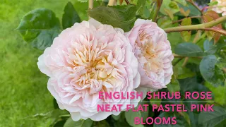 Emily Bronte David Austin english shrub rose Fragranced ,  Perfect for container and partial shade👌🏾