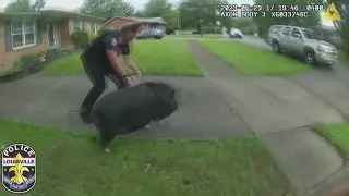 Police in Kentucky chase down runaway pig