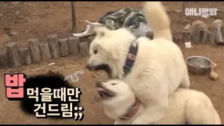 밥 먹을땐 개도 안 건드린다고 배웠는데 당황스럽네ㅣ This Dog Sniffs Something Fishy.. And Then!!