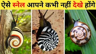 सबसे सुंदर स्नेल | 10 Most Amazing Snails In The World | Beautiful Snails On Planet Earth