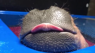 Sweet dreams for baby hippo Fiona!