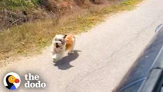 Dog Chases Car Asking To Be Rescued | The Dodo Odd Couples