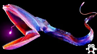 Top 10 Most Bizarre Deep Sea Creatures Ever Discovered