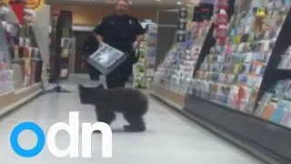 Cute: Baby bear wanders into US drug store