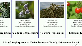 List of Angiosperms of Order Solanales Family Solanaceae Part 6 solanum sect centrale pubescens