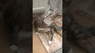 Что ТАК удивило кота? What's going on?