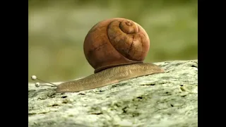 Minuscule - Rêve d'escargot