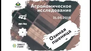 Обзор озимой пшеницы Дискование, Вспашка, Ноу Тилл